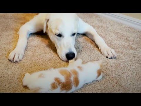 Woman Finds Her Dogs Doing The Cutest Thing With The New Kitten #Video