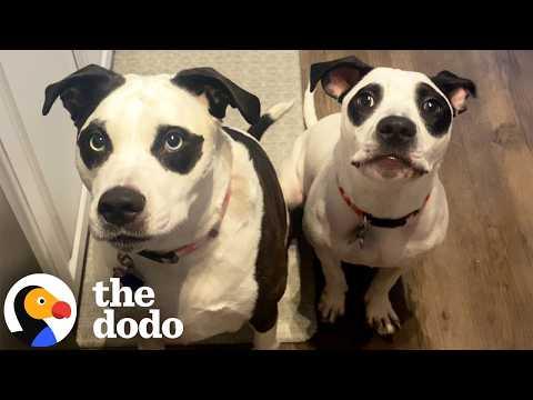 What Are The Odds That Three Separate Dogs All Look Like Pandas? #Video
