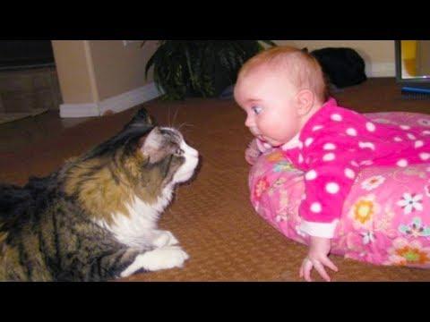 FUNNY CATS AND BABIES PLAYING TOGETHER