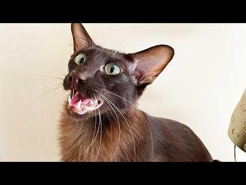 My Cat Screams Like an Opera Singer — And I Love Him for It #Video
