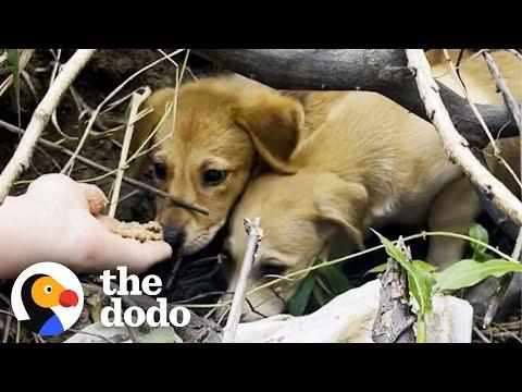 Puppy Left In A Cardboard Box On The Beach Gets A New Lease On Life #Video