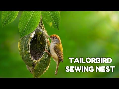 Tiny tailorbird sewing its nest like a Pro