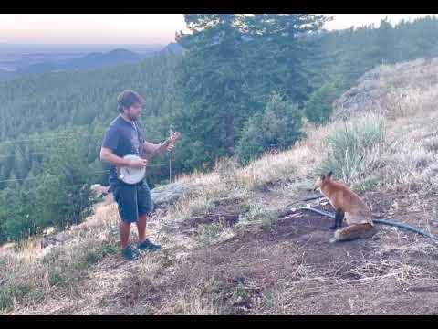 Playing banjo for a wild fox! He came back for an encore! #Video