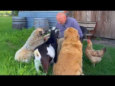 When Humans Try Communicating With Farm Animals In Their Own Language!  #Video