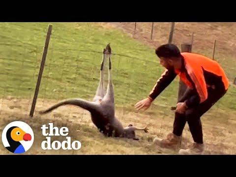 Man Frees Kangaroo From Fence #Video