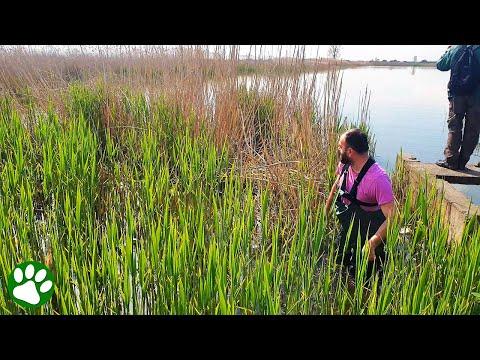 Brave man hears cries for help from the reeds #Video