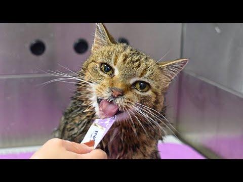 Grooming A Wobbly Barn Cat Who Is Obsessed With Tubes #Video