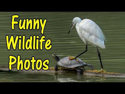 Funny Wildlife Photos From Around The World #Video