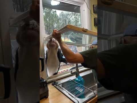 Jenna the cow helps to fix the kitchen window after she knocked it out. #Video
