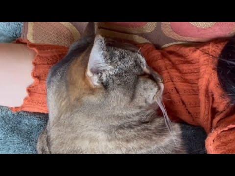 No one wanted this 'old' shelter cat. I took her home. #Video