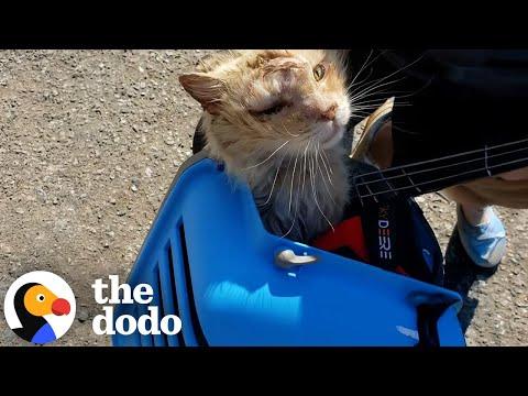 Cat Abandoned in 100-Degree Weather Melts In His Rescuer’s Arms  #Video