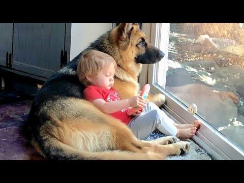When Big Dogs Understand Babies Better Than Anyone #Video