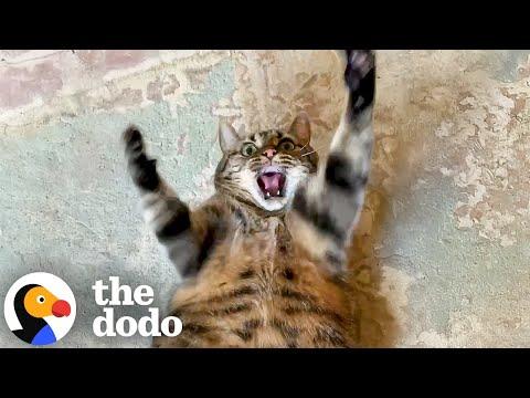 19-Pound Cat Tries Everything To Lose Weight #Video