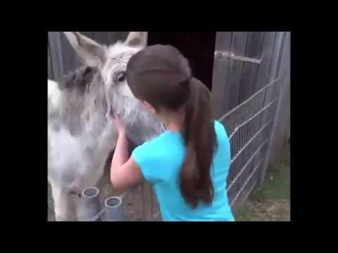 Reaction of a donkey right after see the girl who raised him video.