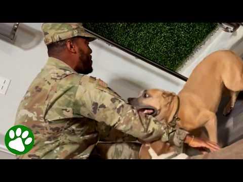 Soldier is reunited with his beloved dogs and their joy is absolutely infectious #Video