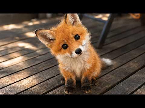 The Cutest and Funniest Baby Animals Video of 2026 You've Ever Seen! #Video