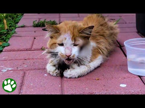 Homeless cat asks for help #Video