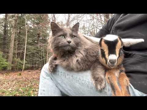 Cat loves baby goat #video