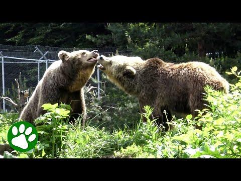 Sad Bear Finally Finds Love #Video