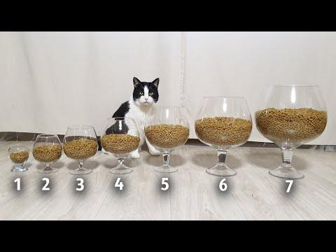 7 Levels of Cat's Survival Video