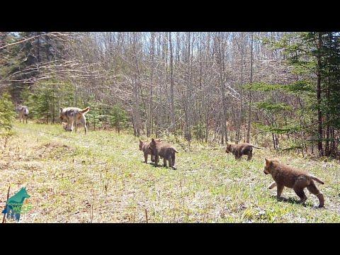 Small wolf pups try to keep up with their parents! #Video