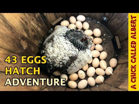 Can One Chicken Hatch 43 Eggs? A Chick Called Albert #Video