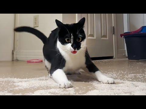 Overdramatic CAT Who Deserve An Oscar #Video