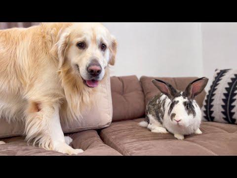 Golden Retriever Meets New Friend Mr.Rabbit #Video