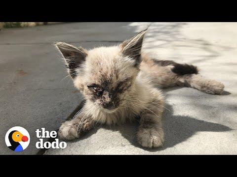 Stray Cat Completely Transforms In Her New Home #Video