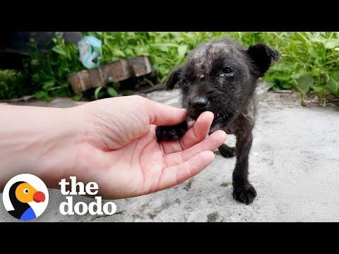 Tiny Hairless Puppy Stops Traffic And Gets Rescued