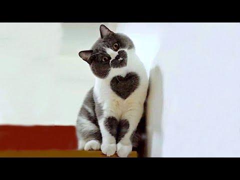 Funny animals | Adorable cats and dogs 2022 #Video