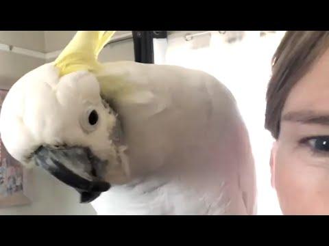 Cockatoo says sweetest hello to mom #Video