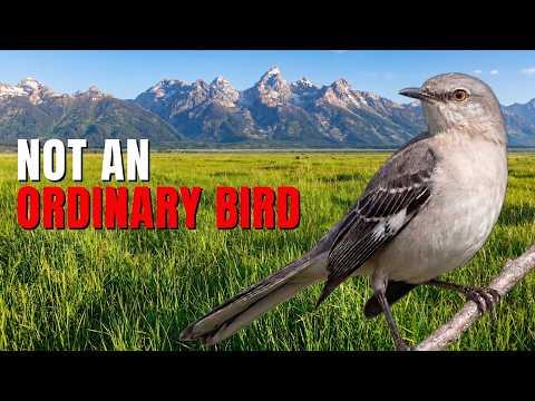 15 Mind Blowing Facts About Mockingbirds! #Video