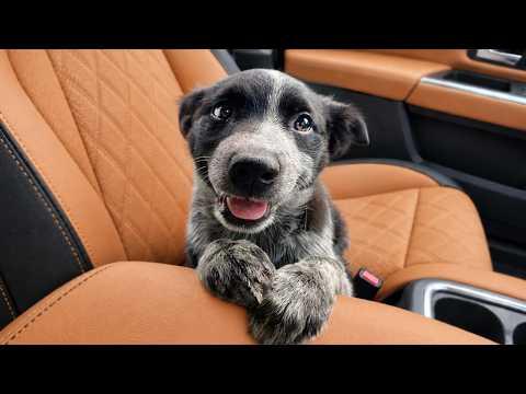 Funniest Dogs Being Absolutely Too Hilarious! #Video