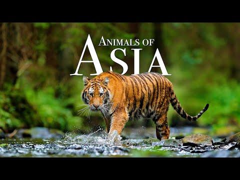 Animals of Asia 4K - Scenic Wildlife Film With Calming Music #Video