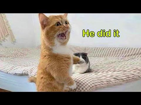 When These Cats Speak English Better Than Hooman! #Video