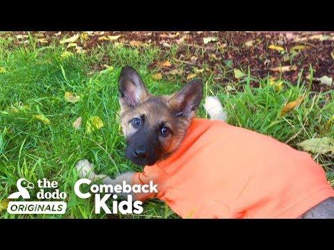 German Shepherd Puppy With Swimmer’s Syndrome Teaches Herself To Run