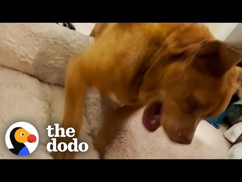 Blind Rescue Dog Stands At The Pantry Waiting For His Treats #Video