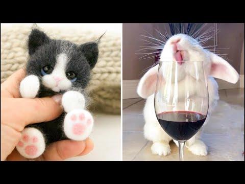 AWW SO CUTE! Cutest baby animals Videos Compilation Cute moment of the Animals - Cutest Animals