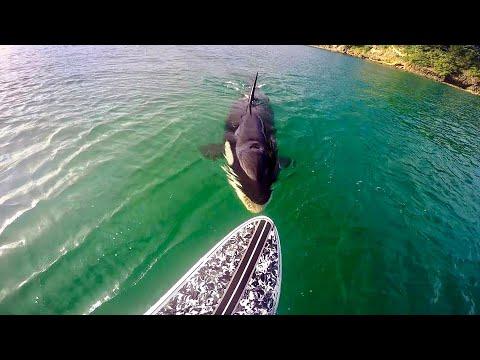Killer Whale Tries to Bite Surfboard. Your Daily Dose Of Internet. #Video