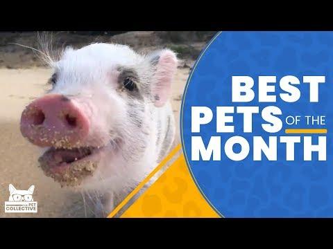 Best Pets of The Month  | June 2019