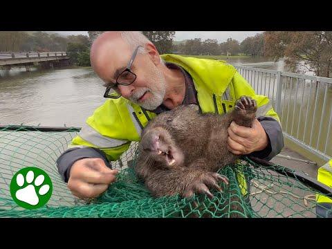 Elderly Man Rescues Panicked Wombat #Video