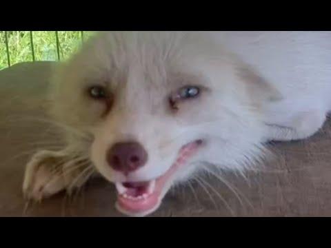 Fox melts every time she sees her rescuer #Video