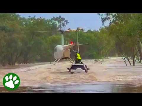 Helicopter Rescue Saves Dog from Devastating Flood #Video