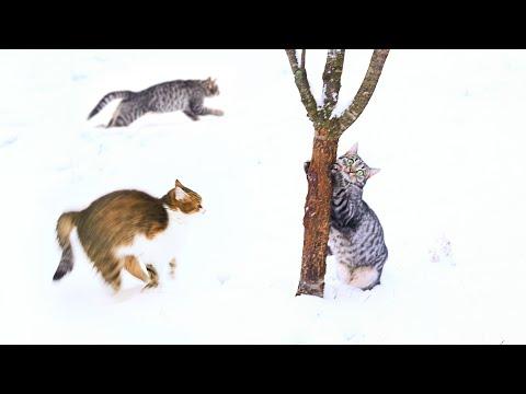 You’ve Never Seen Snow Zoomies Like This | Cats in Winter #Video