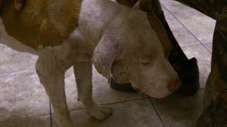 This Poor Pup Has Suffered A Lot Of Trauma | Pit Bulls & Parolees