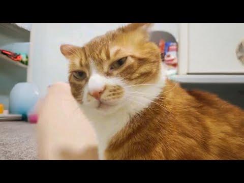 When you have Gangster Cat in your house #Video