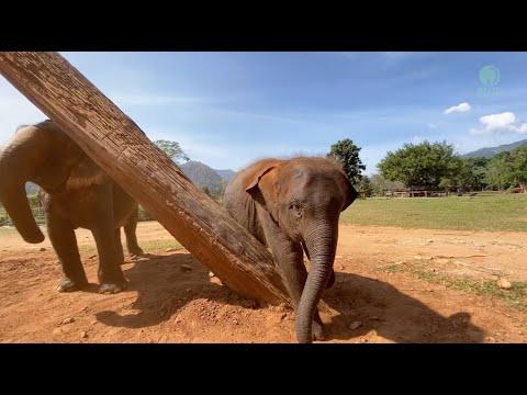 Baby Elephant 'LekLek' and Her Happiness With Mother 'Moh Loh' In Sanctuary - ElephantNews #Video