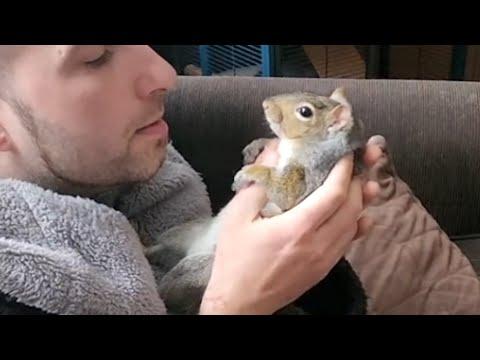 Rescue squirrel loves belly rubs from dad #Video