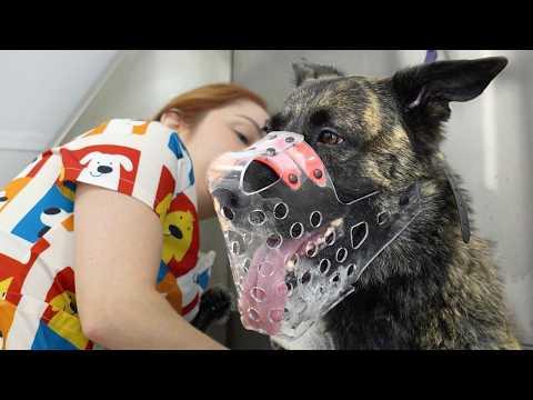 Grooming a Dutch Shepherd is Not For Beginners... #Video
